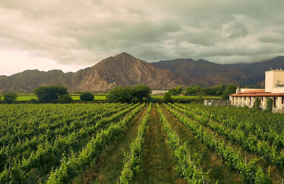 Bodegas Vinícolas