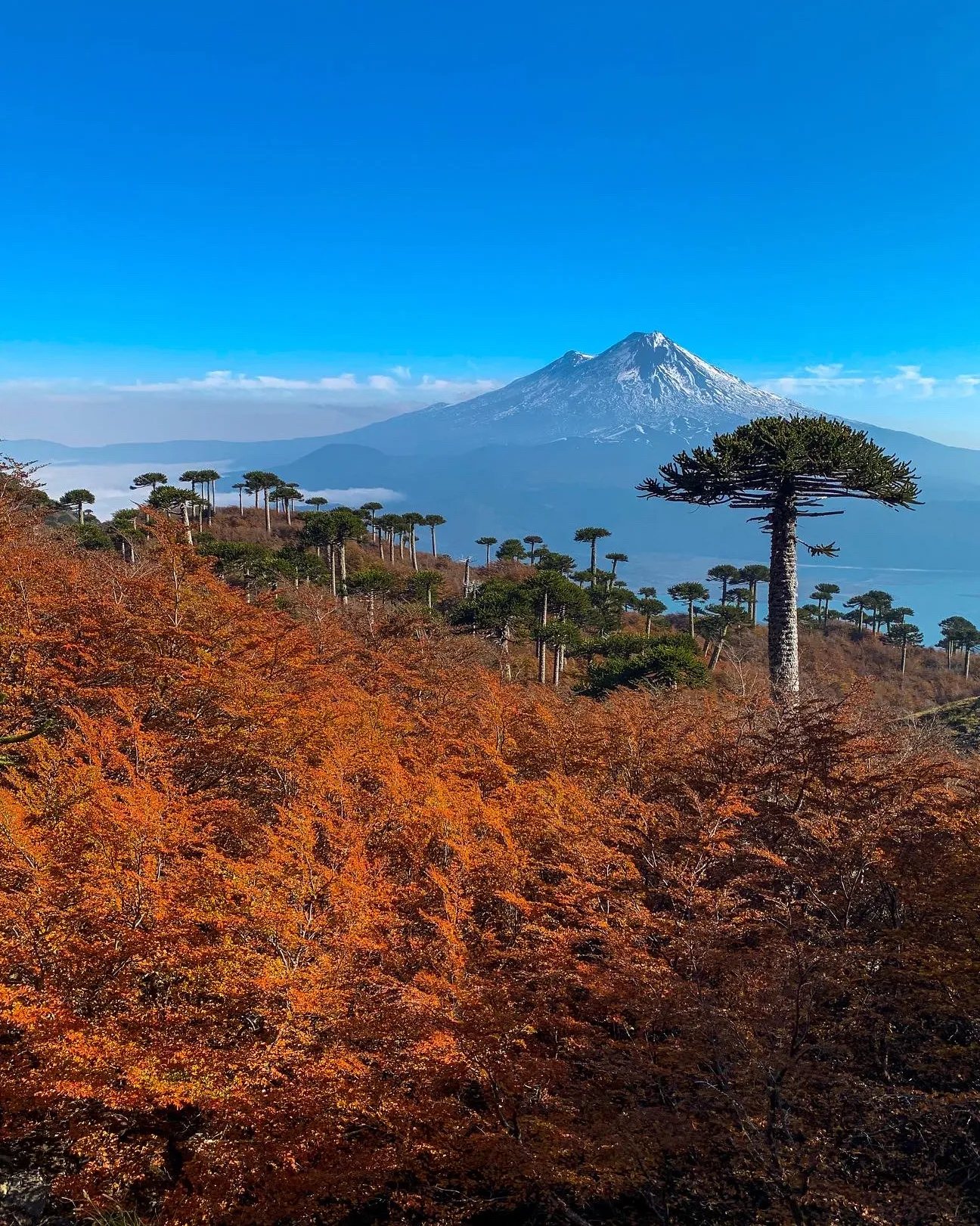 Parque Nacional Conguillío