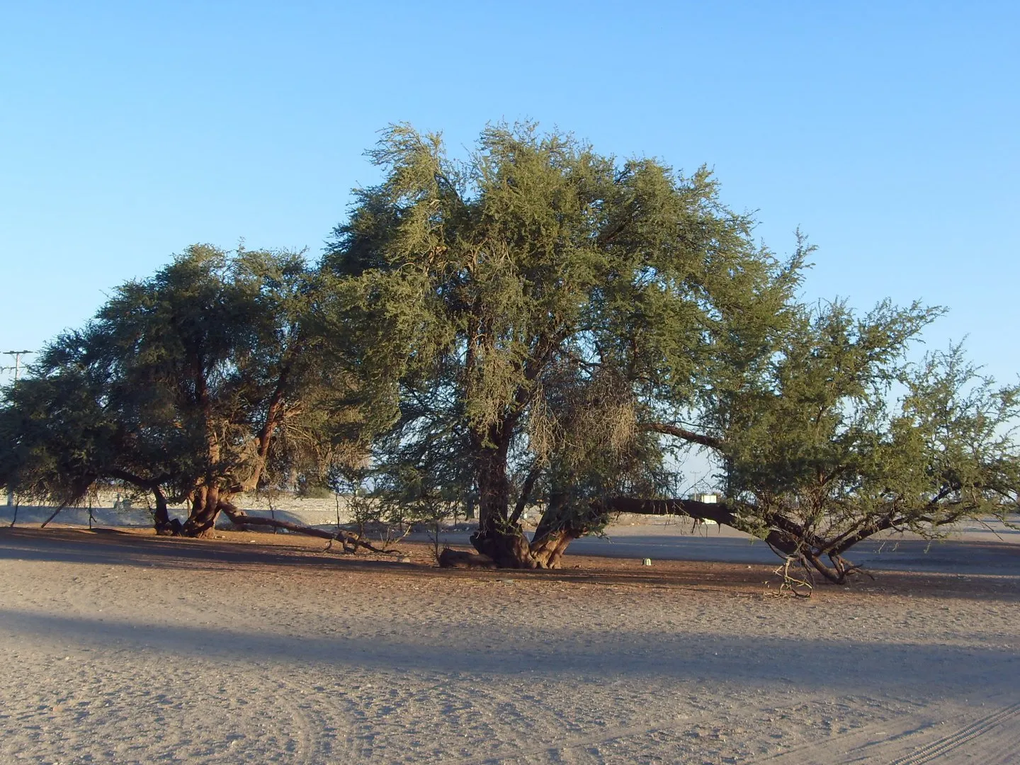 Reserva Nacional Pampa del Tamarugal