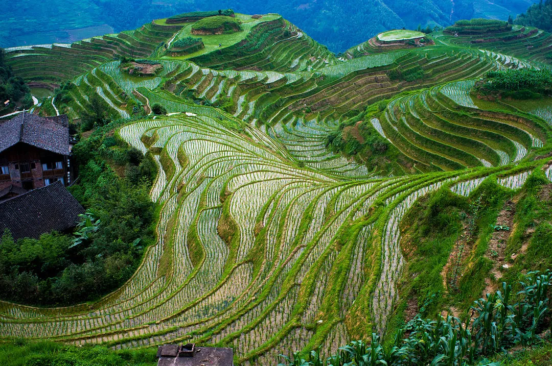 Longji (Arrozales en Terraza de la Espina Dorsal del Dragón)