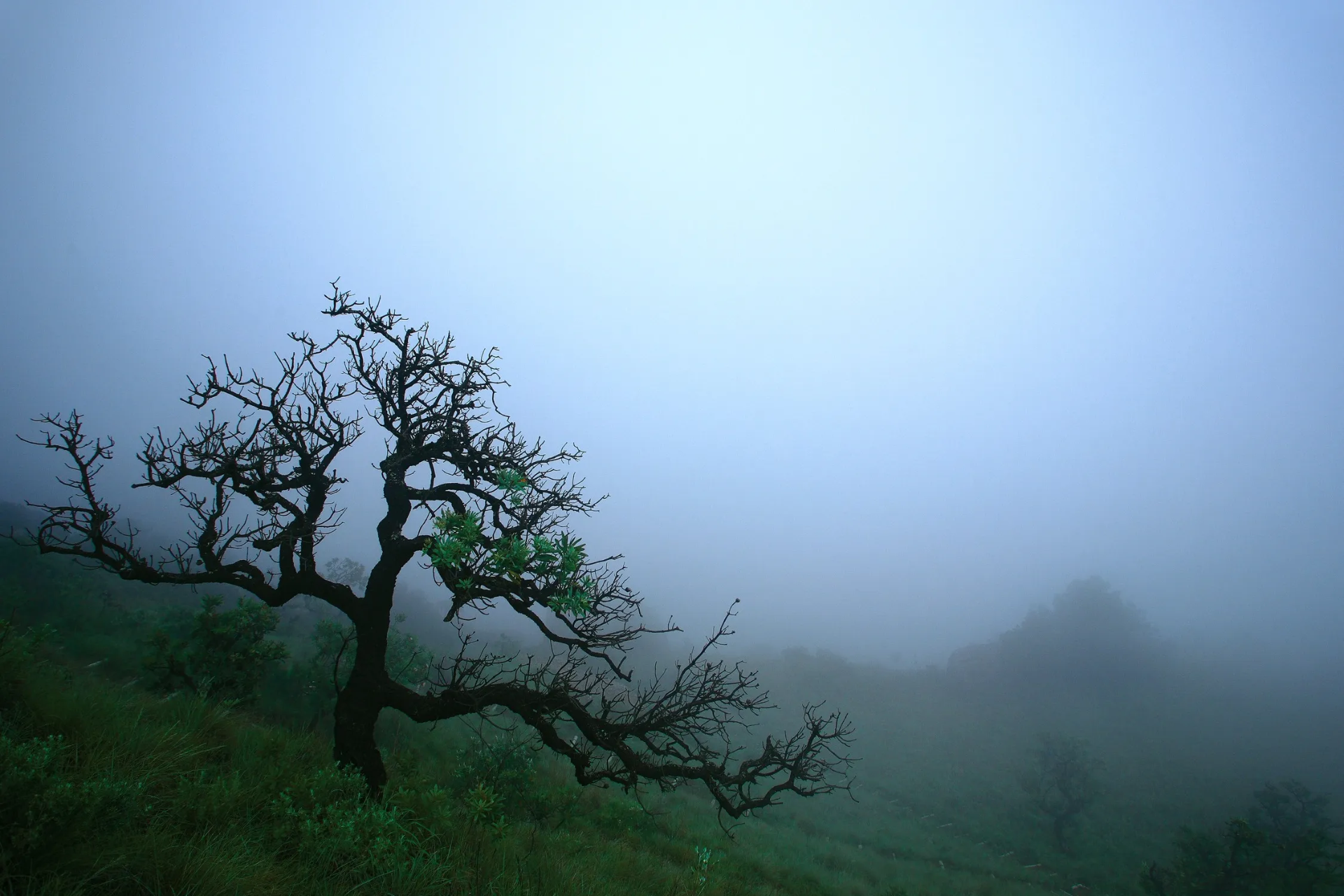 Pabellón de la Neblina (Yunbu Qiao)