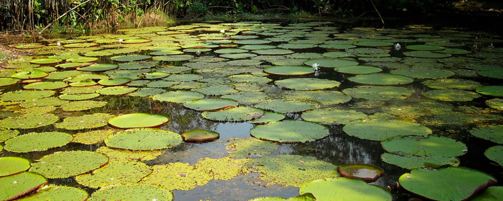 Parque Nacional Natural Amacayacu