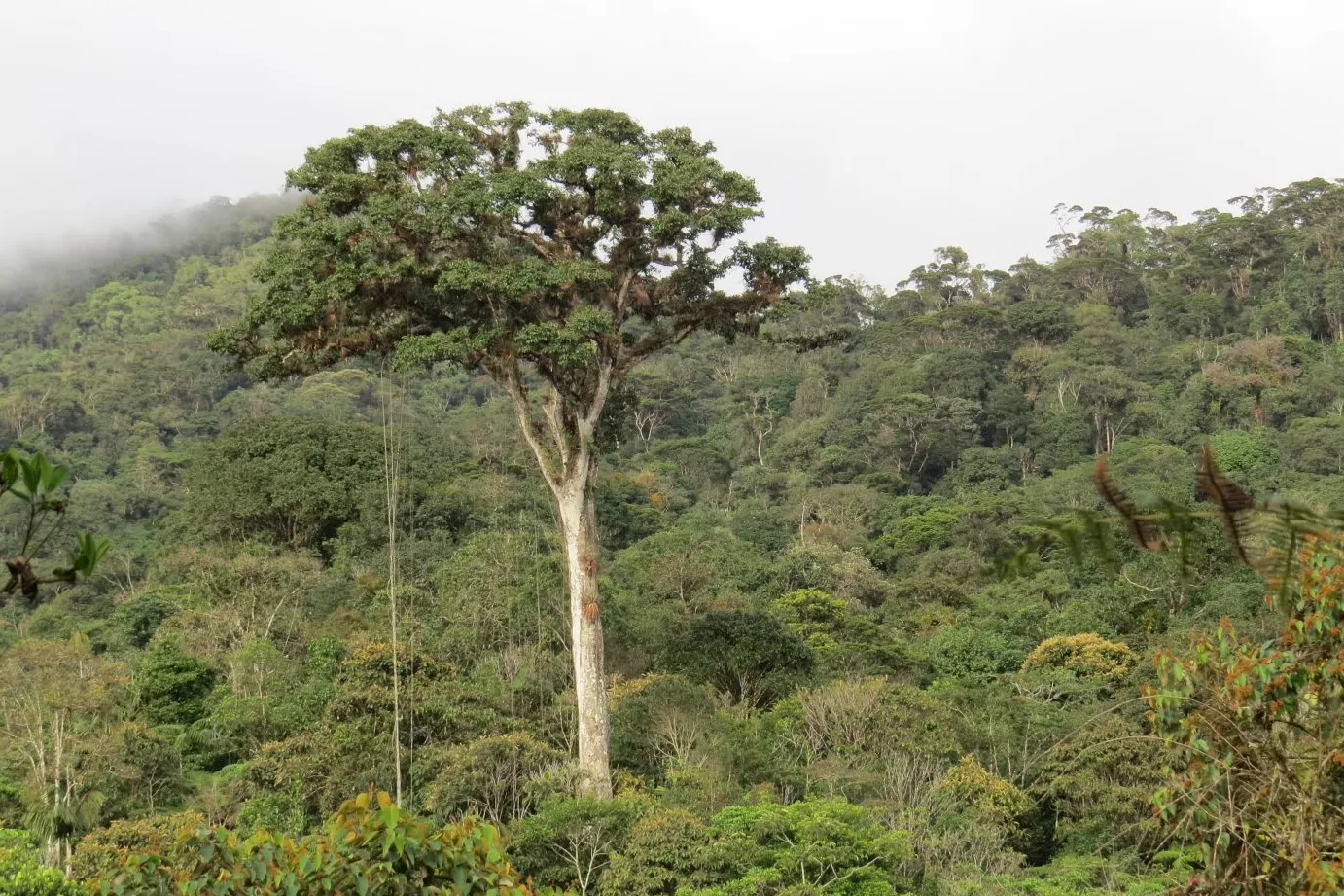 Parque Nacional Natural Cordillera de los Picachos