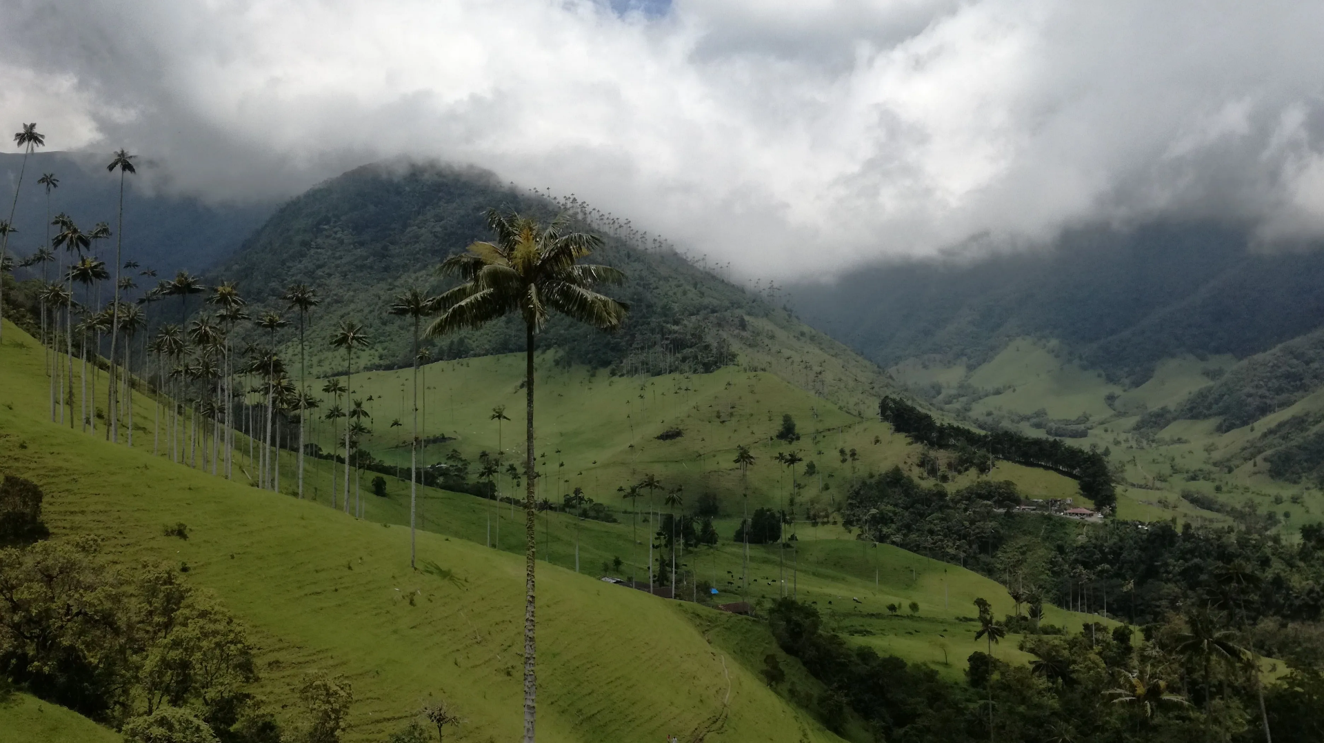 Bosque de Niebla