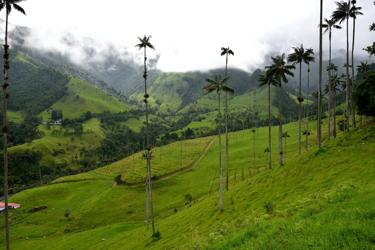 Valle de Cocora