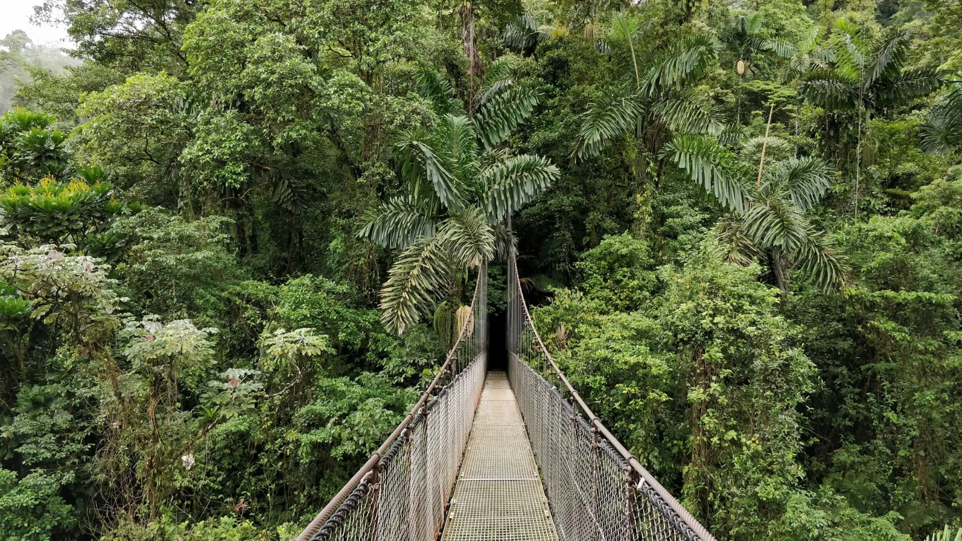 Puentes Colgantes de Mistico Arenal