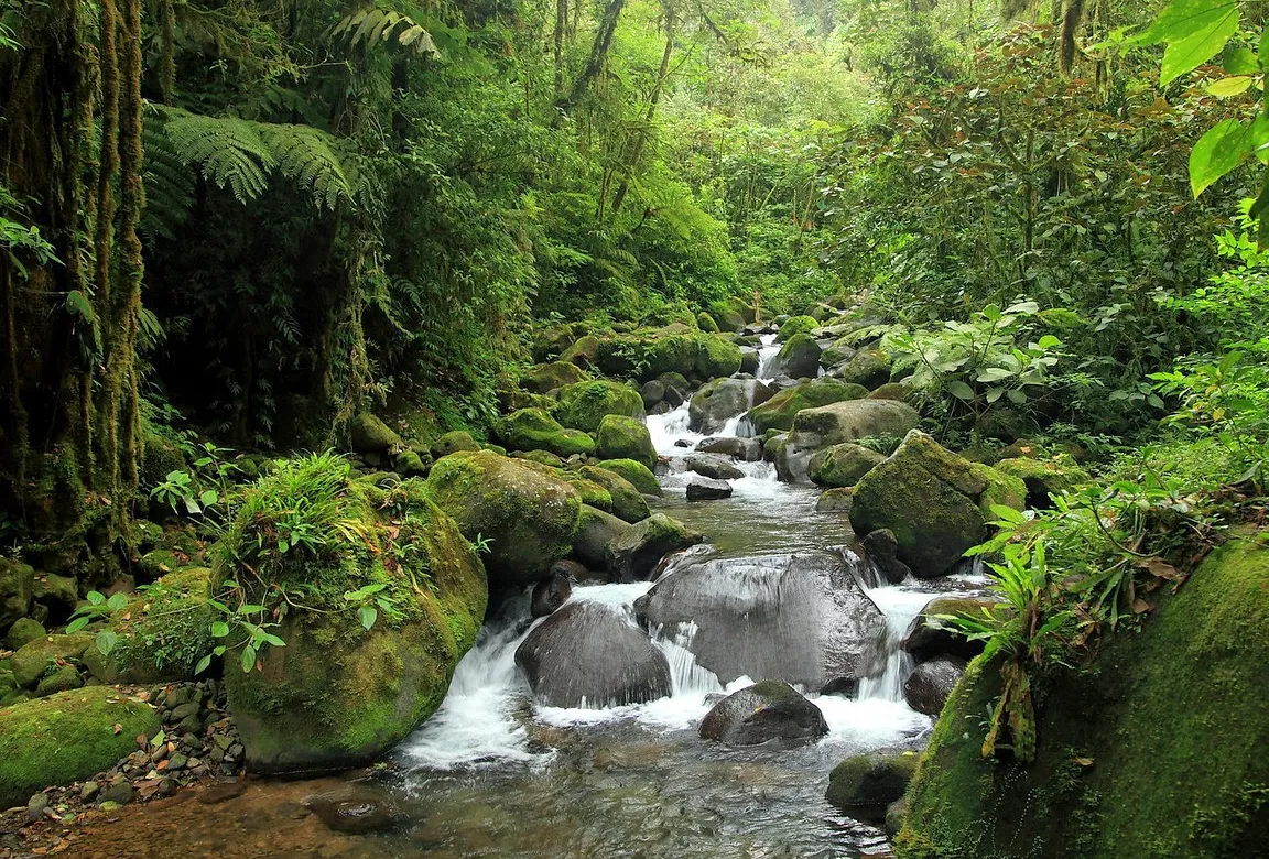 Reserva Forestal Alberto Manuel Brenes