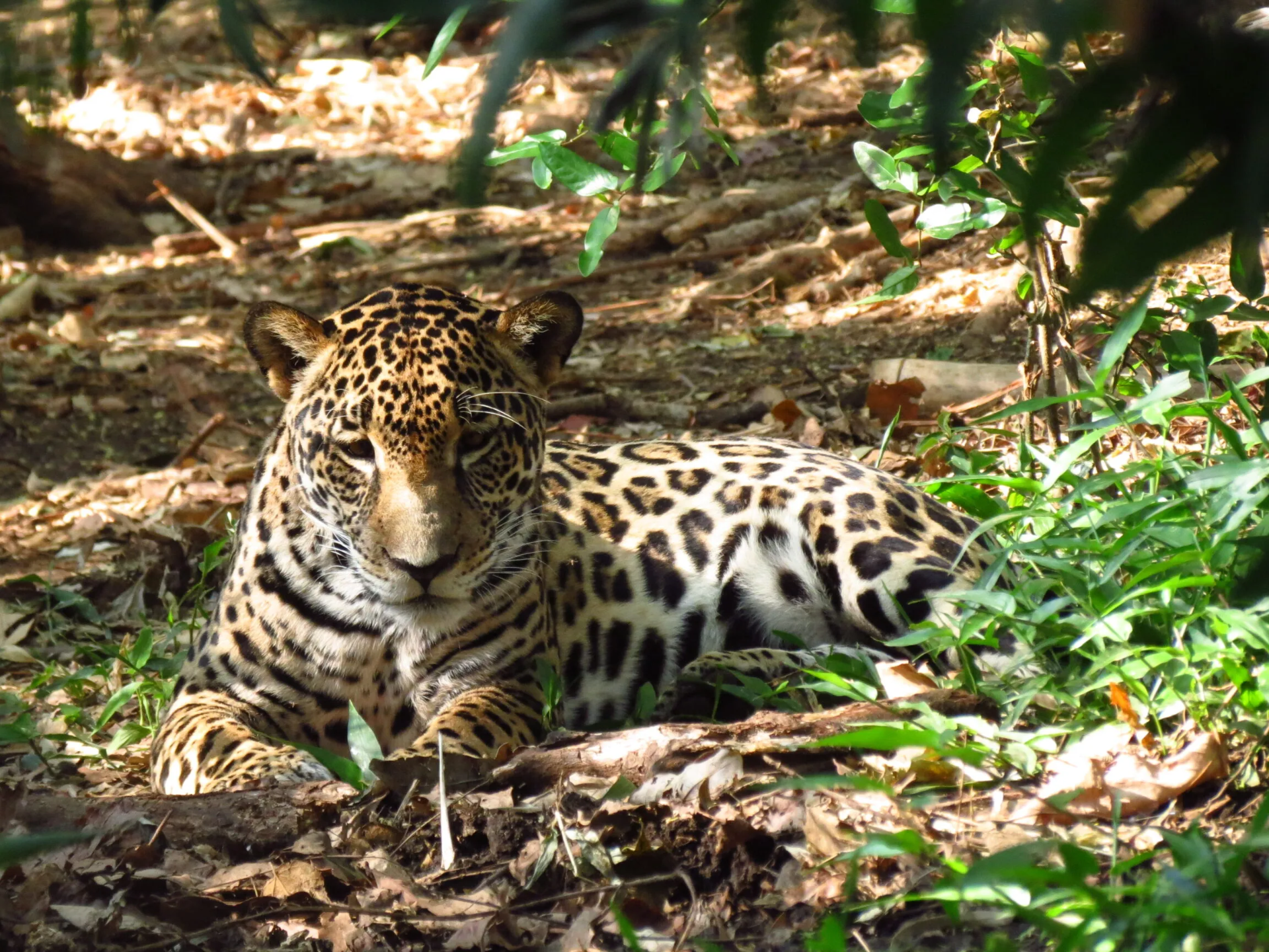 Centro de Rescate Las Pumas