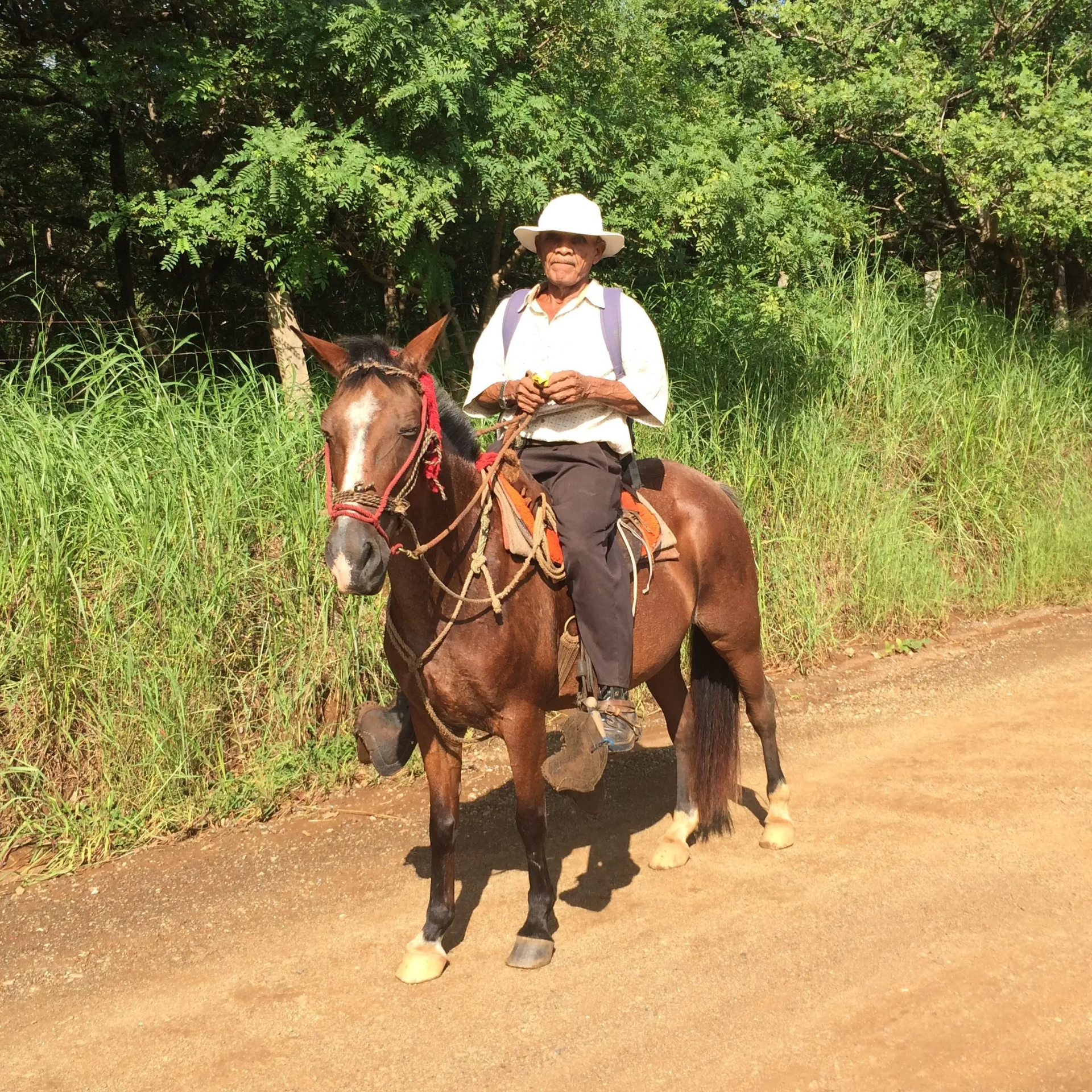 Establos de Horses by the Beach