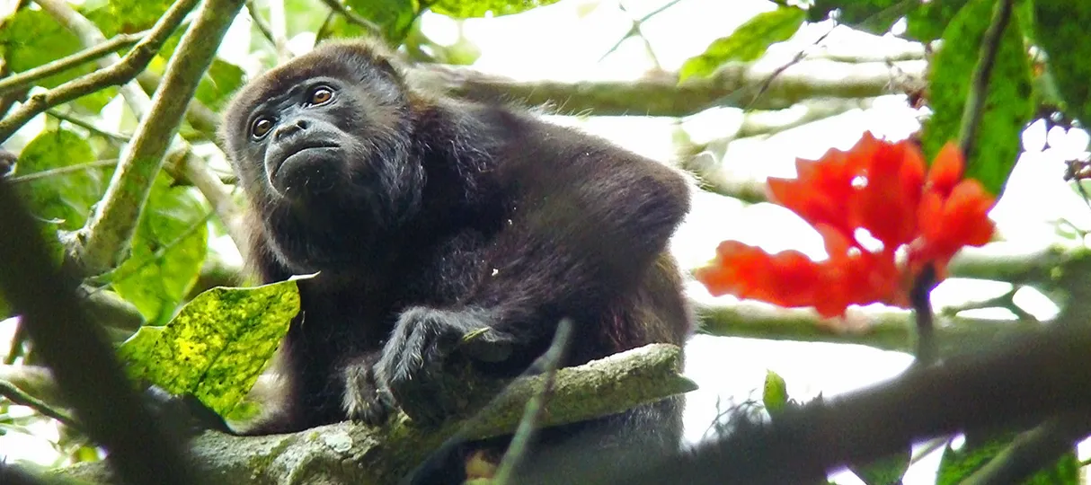 Reserva Biológica de Lalo Loor