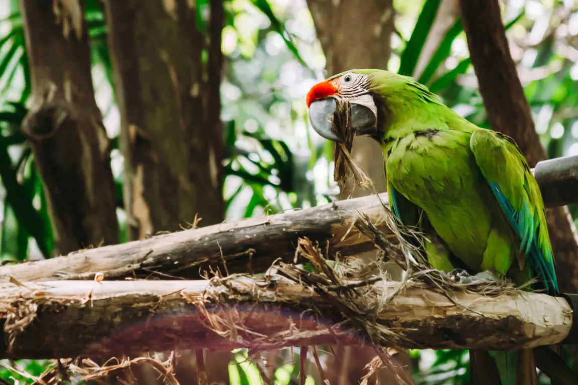 Centro de Rescate de Animales Jungle Rescue