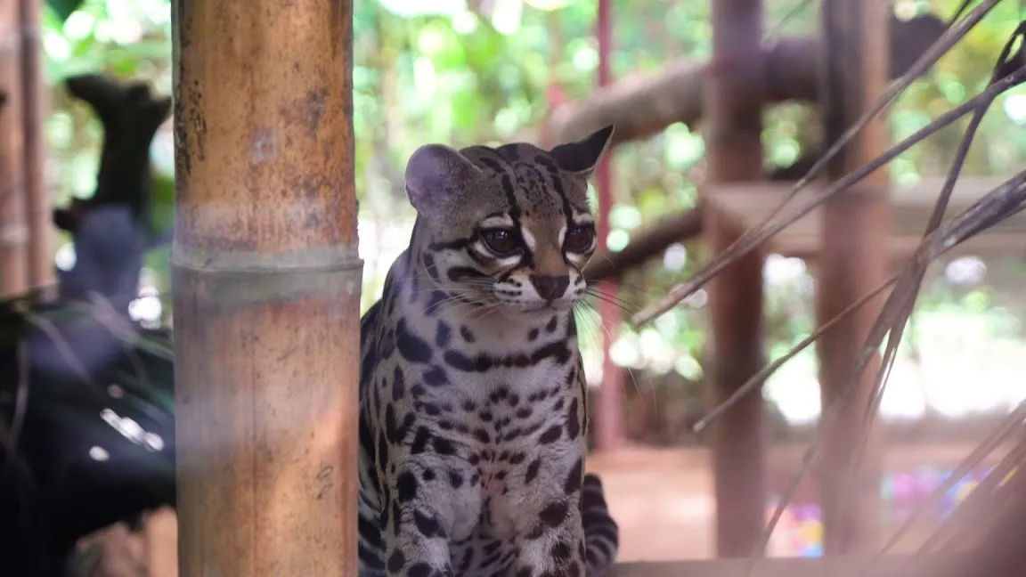 Centro de Rescate Jaguar