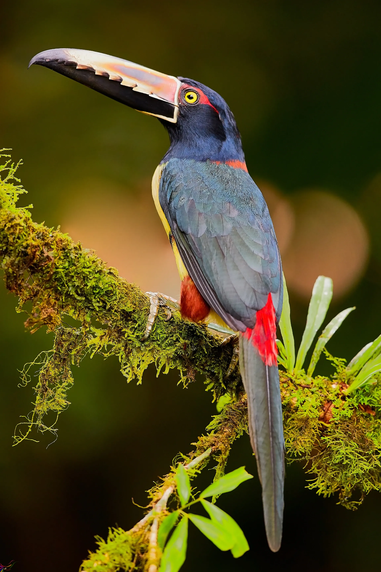 Aviarios del Caribe