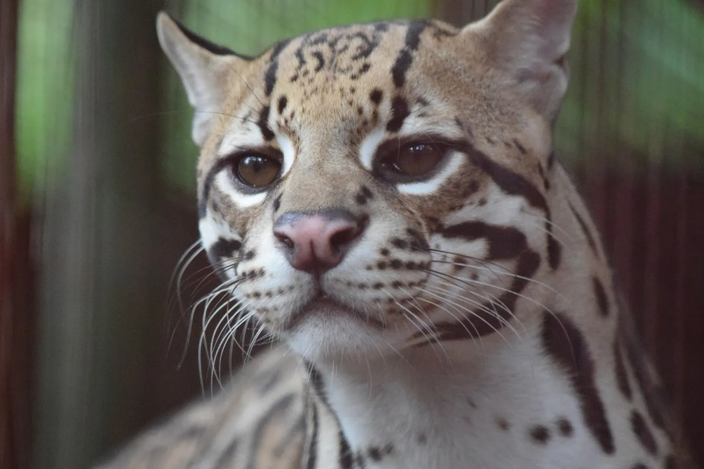 Centro de Conservación Jaguar Rescue Center