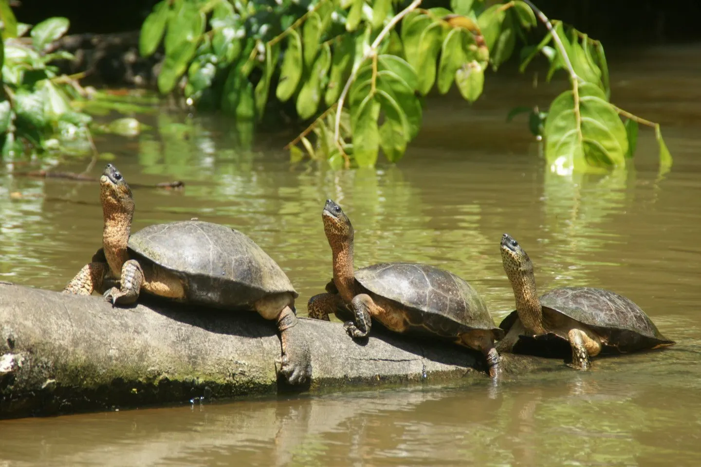 Parque Nacional Tortuguero