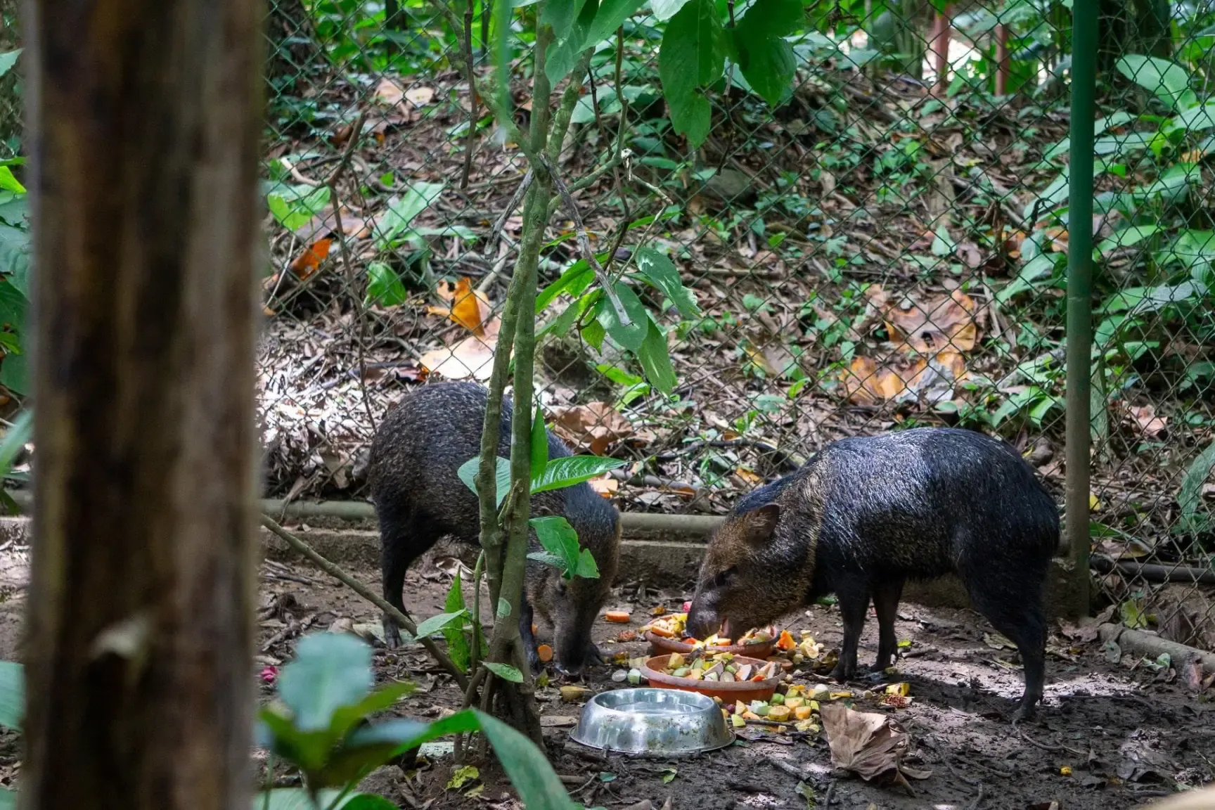 Jaguar Rescue Center