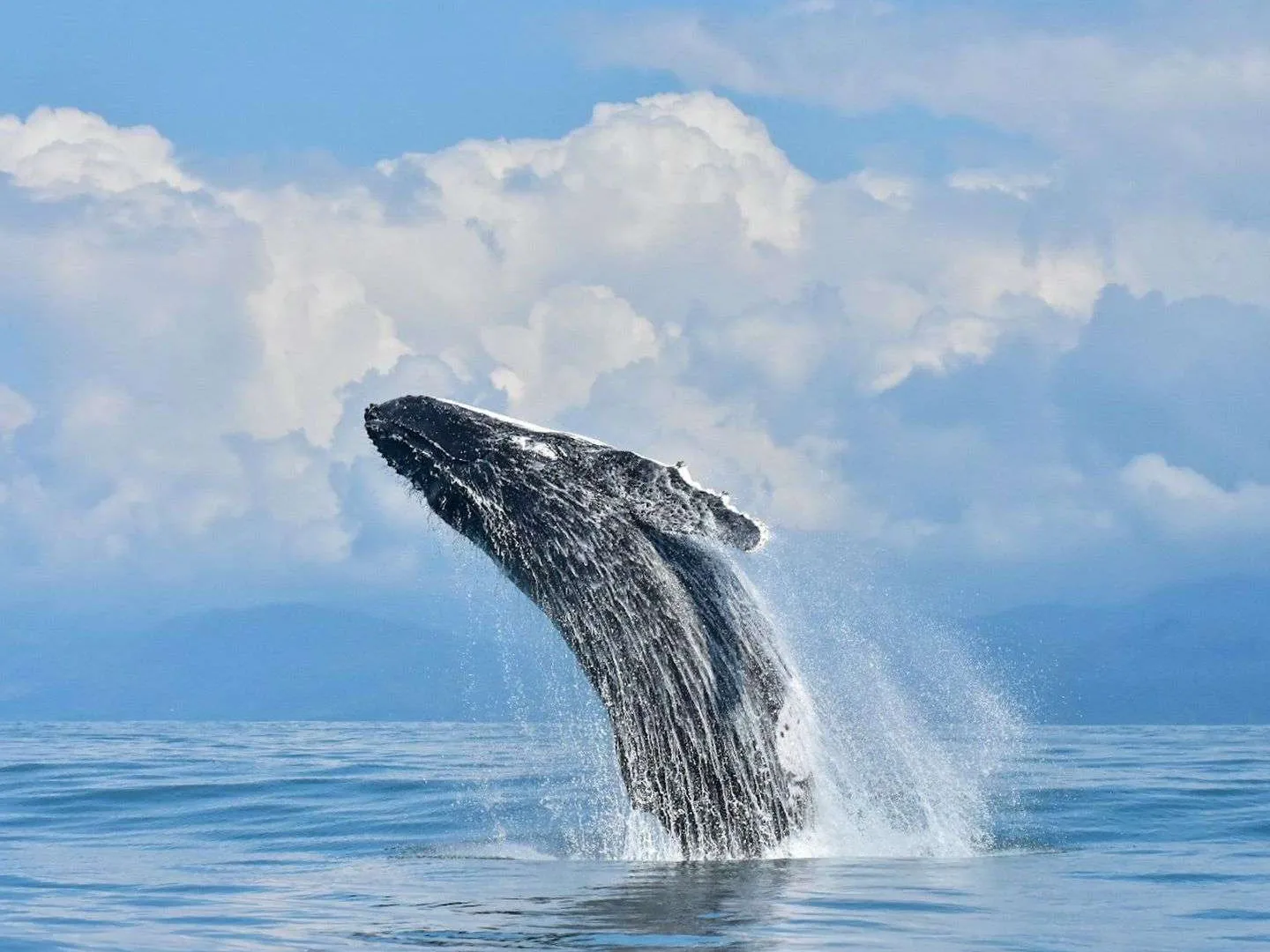 Parque Nacional Marino Ballena