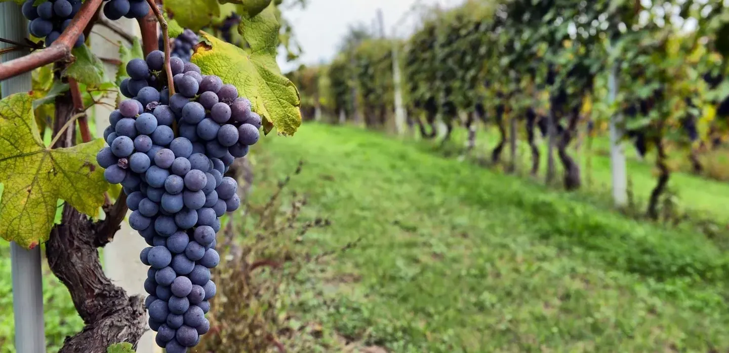 Viñedos y bodegas locales