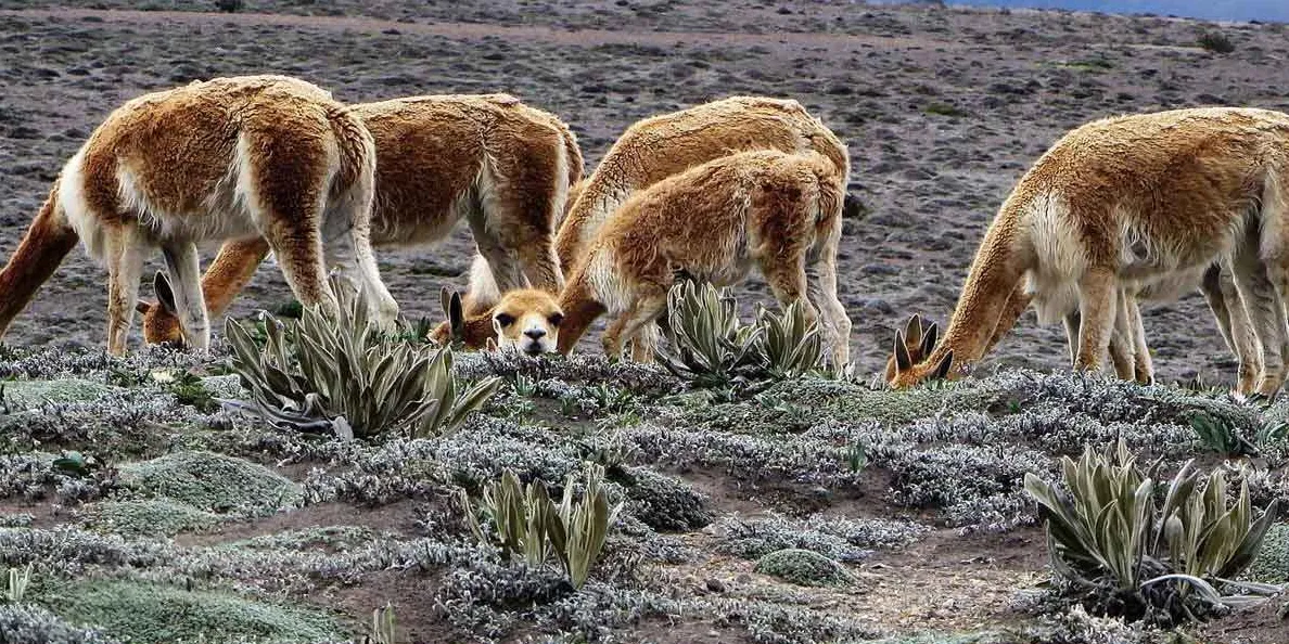 Reserva Faunística del Chimborazo