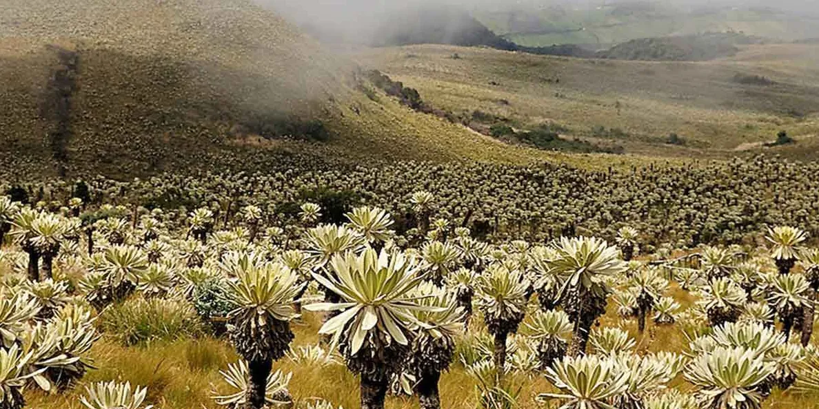 Reserva Ecológica El Ángel