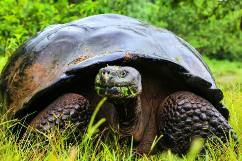 Audioguía de Galapagos