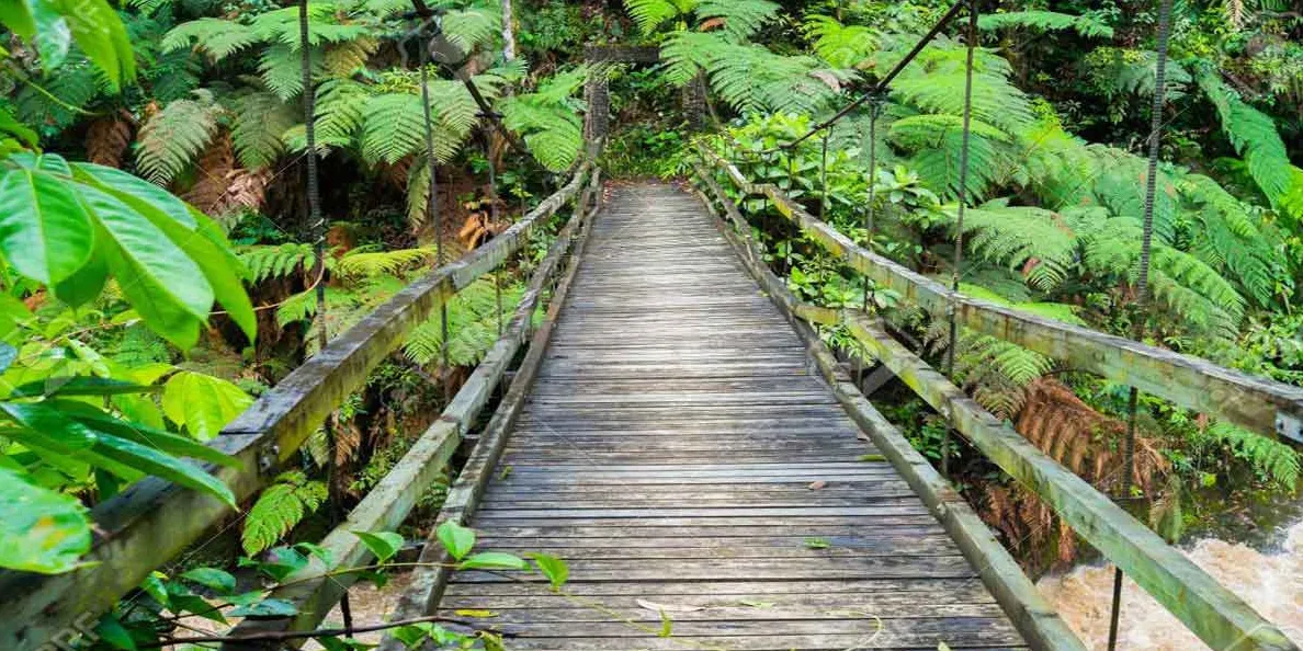 Parque Nacional Podocarpus