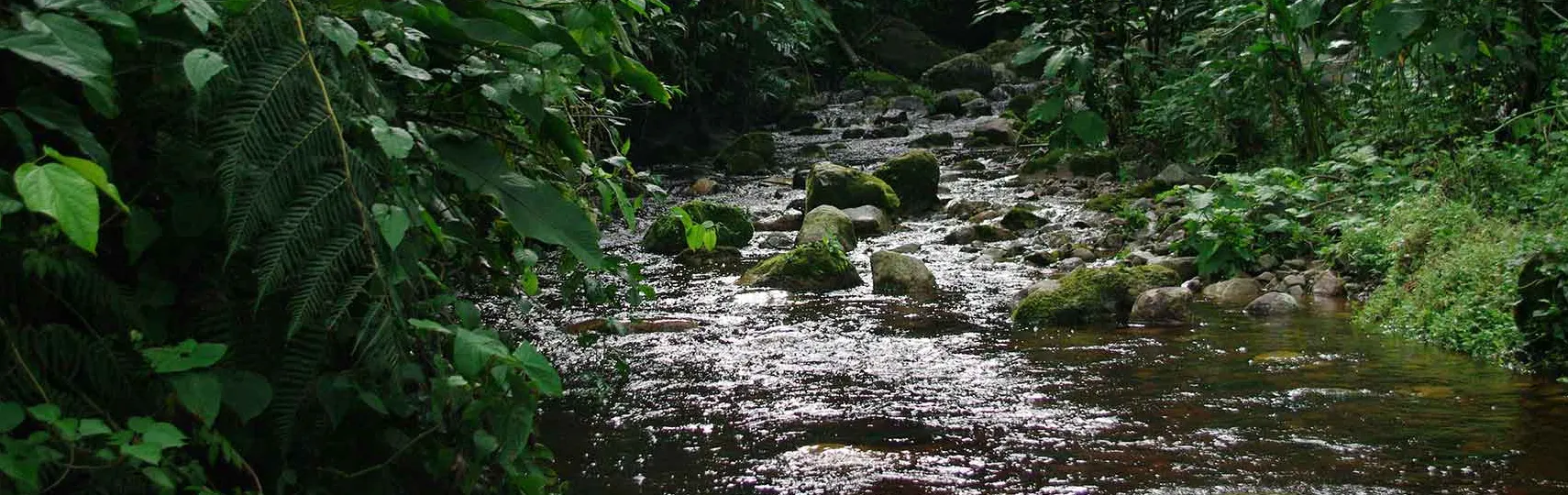 Reserva Biológica Cerro Plateado