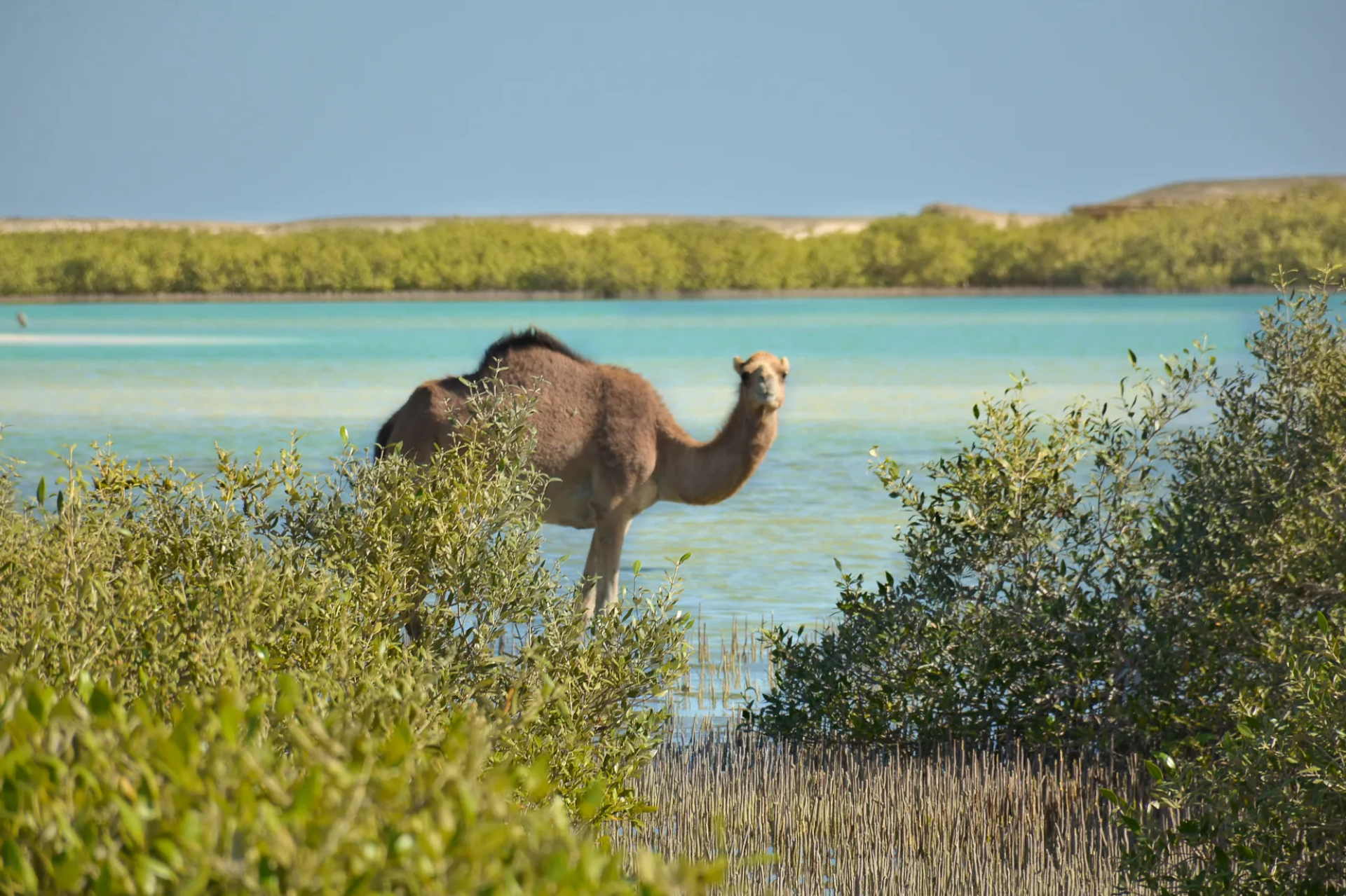 Wadi El Gemal National Park