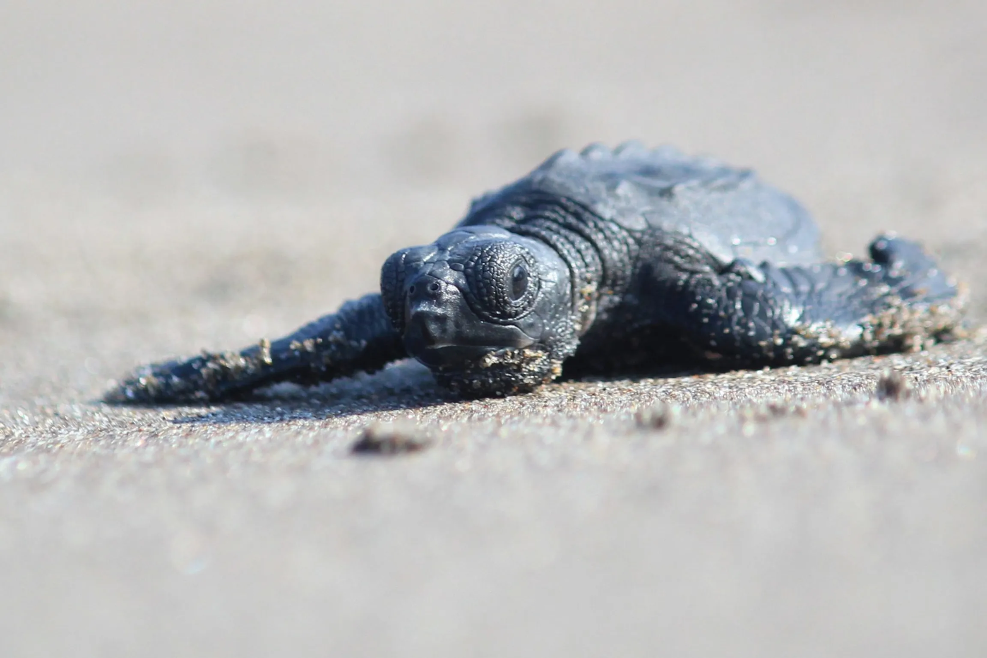 Observación de tortugas