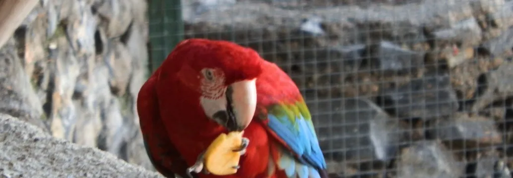 Parque Ornitológico Loro Sexi