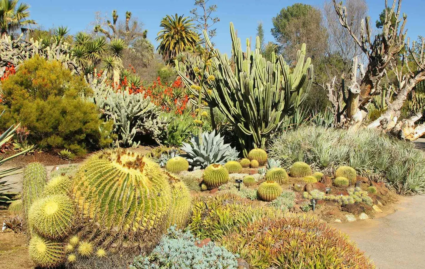 Desert Botanical Garden