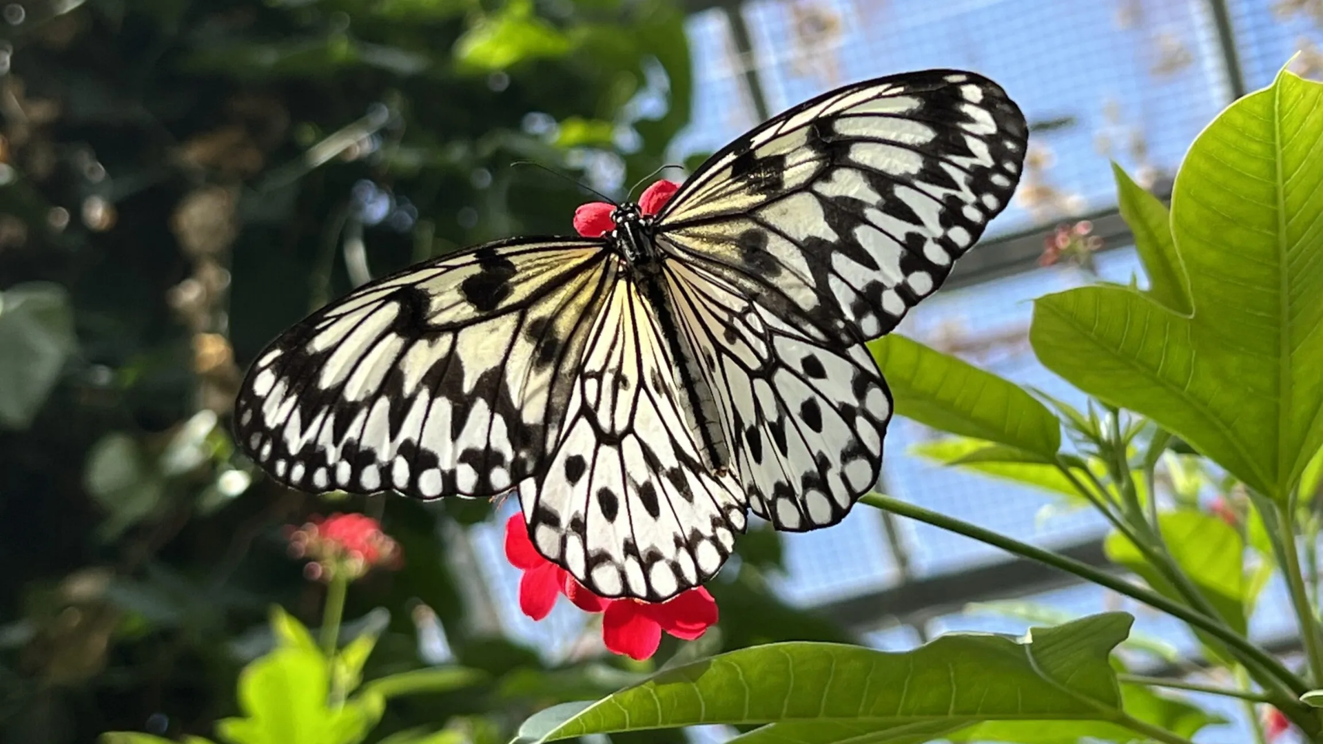 Butterfly Wonderland