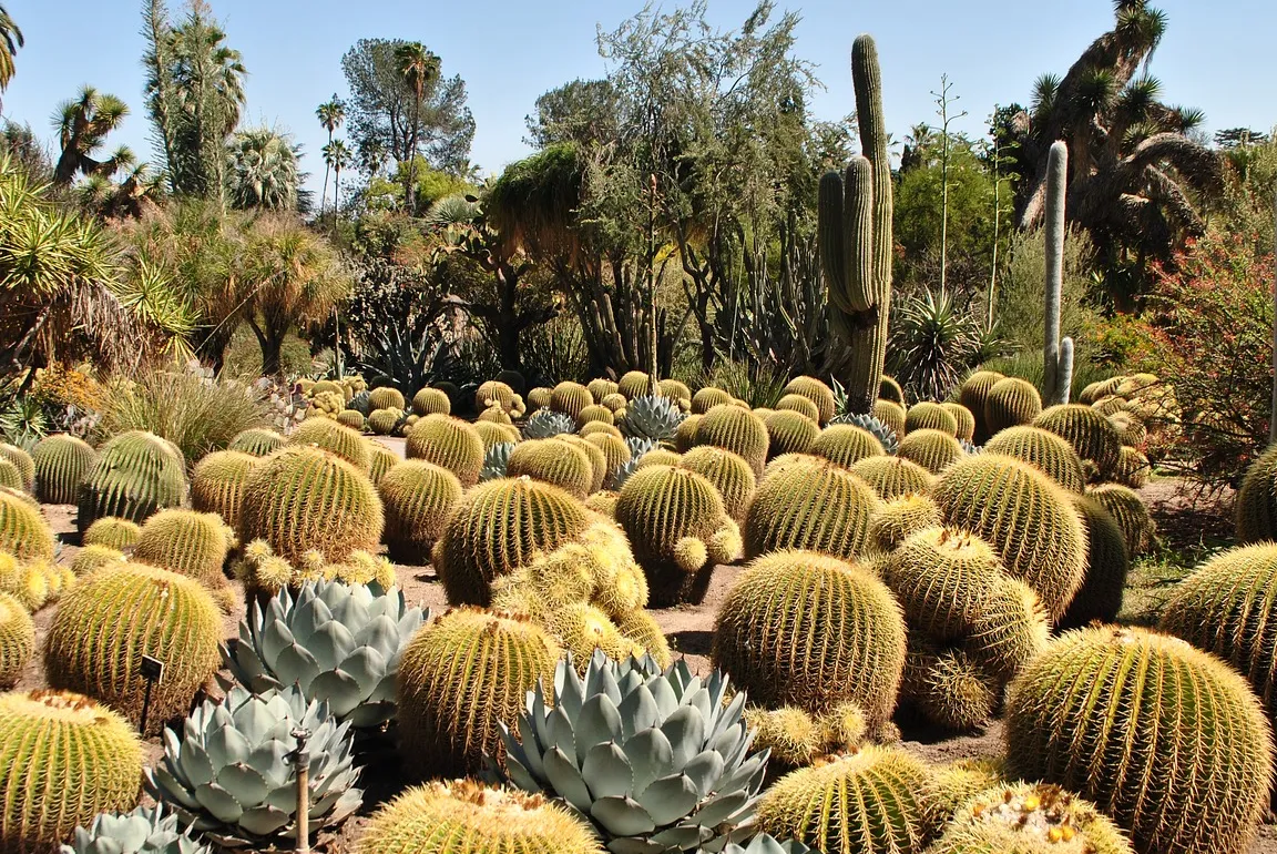 Desert Botanical Garden