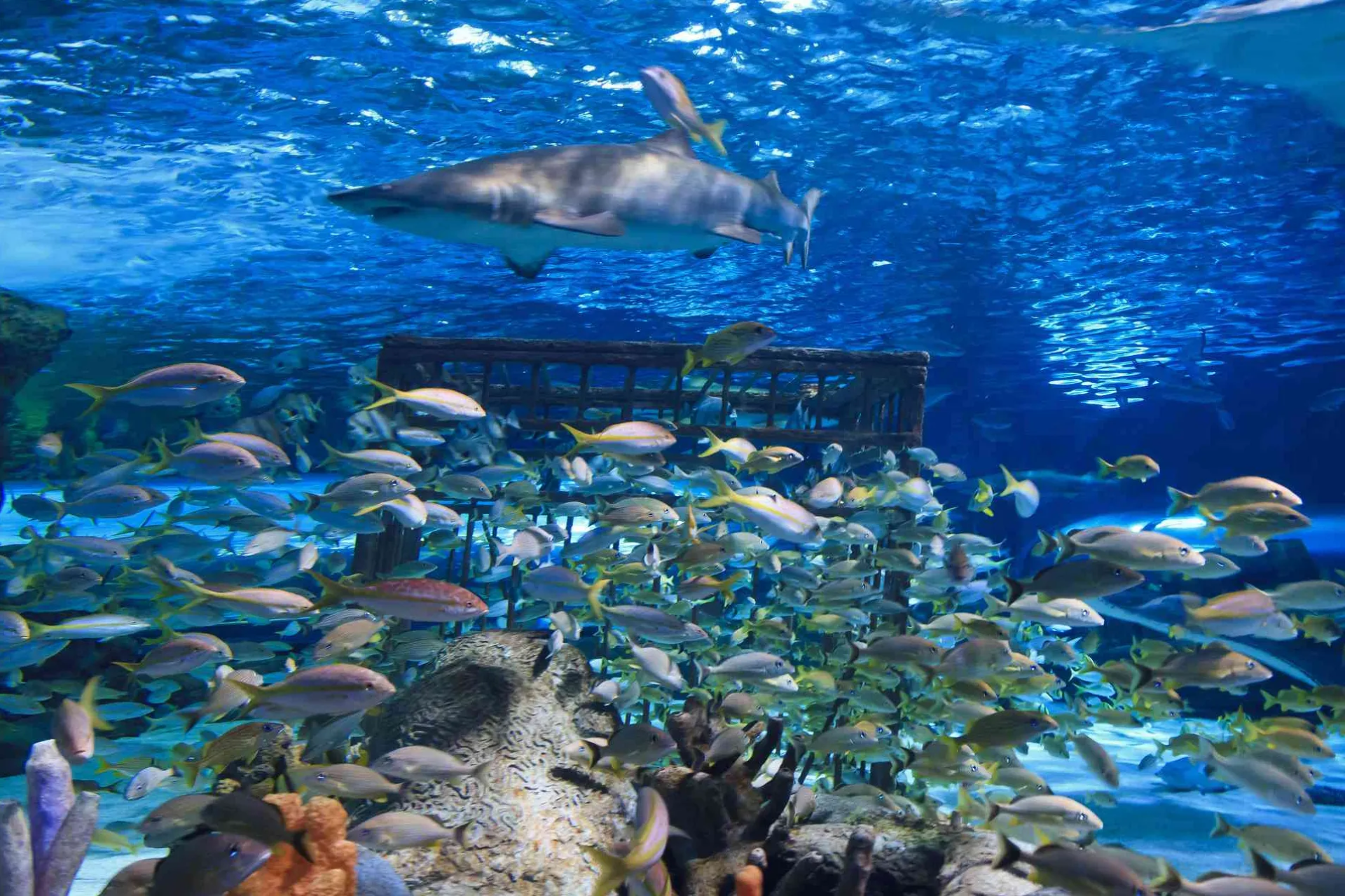 South Carolina Aquarium