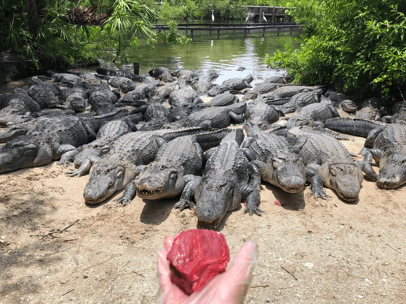 Gatorland