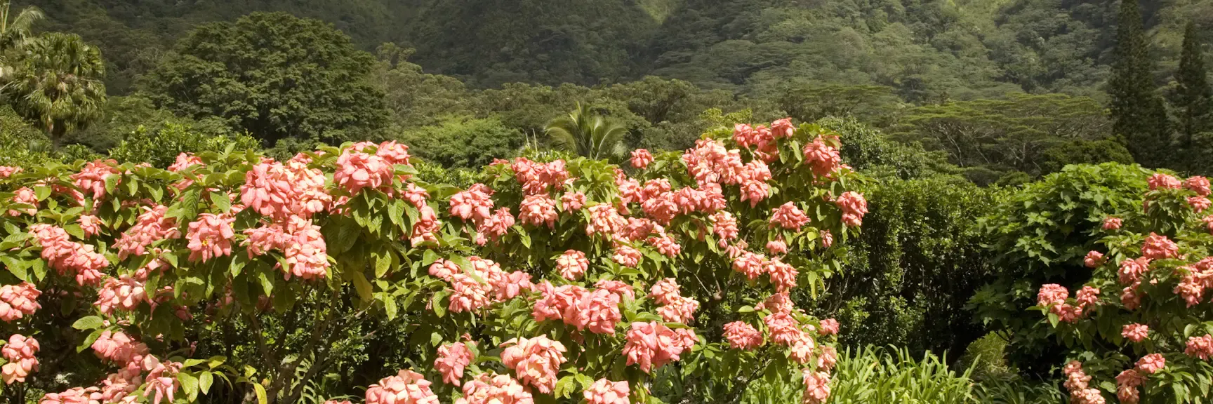 Lyon Arboretum