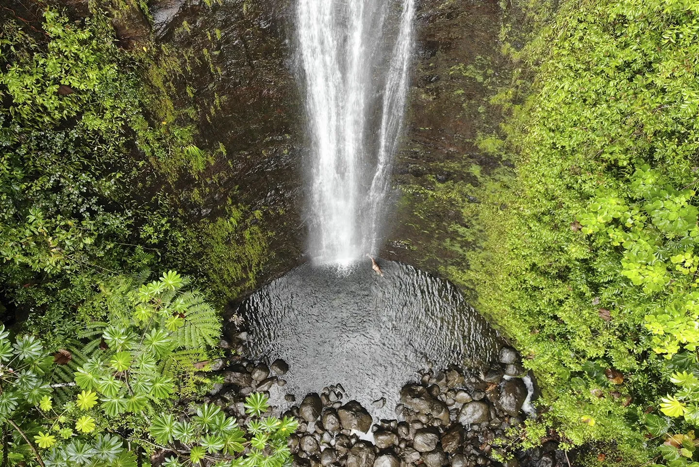 Manoa Falls