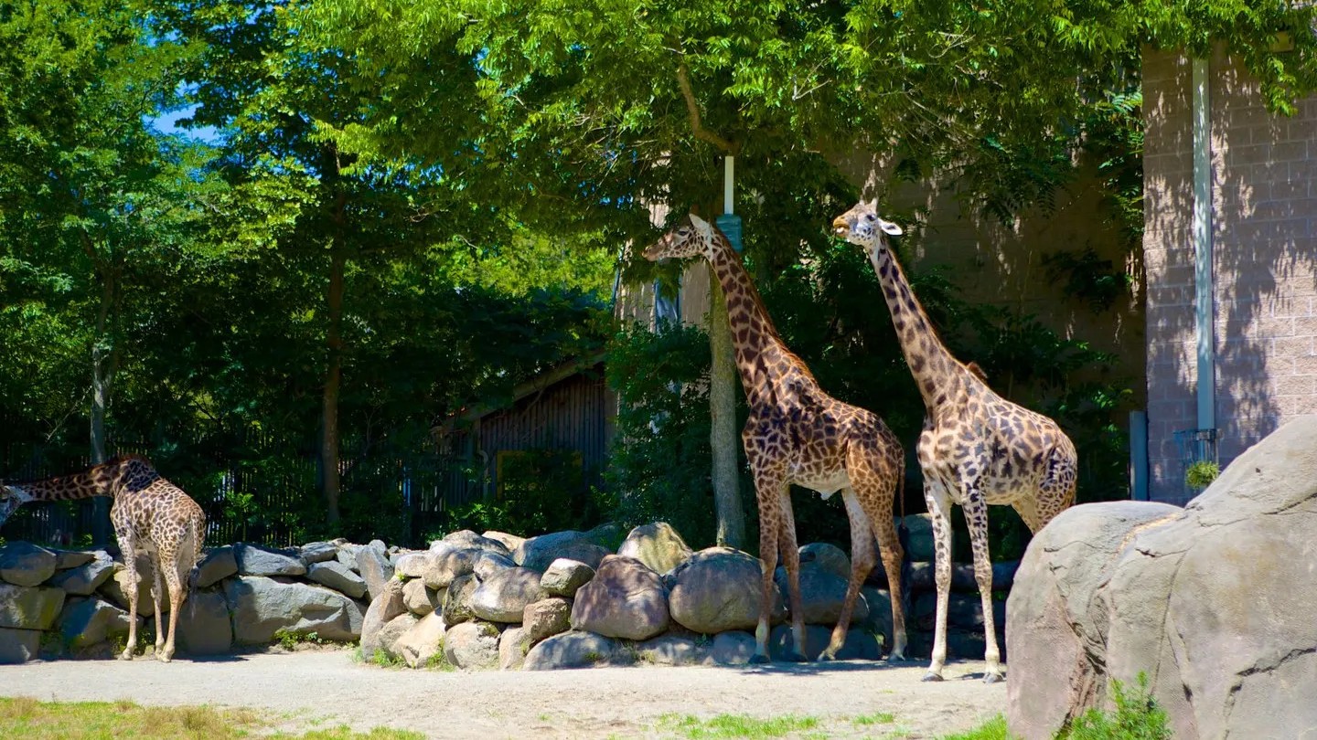 Zoológico de Roger Williams Park