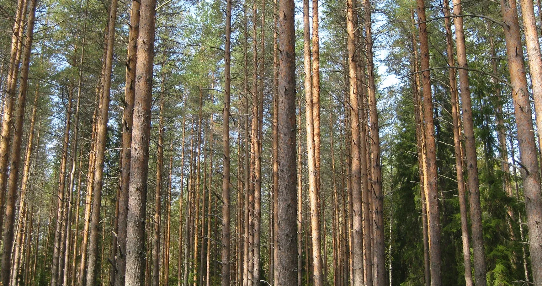 Sendero de Långvik