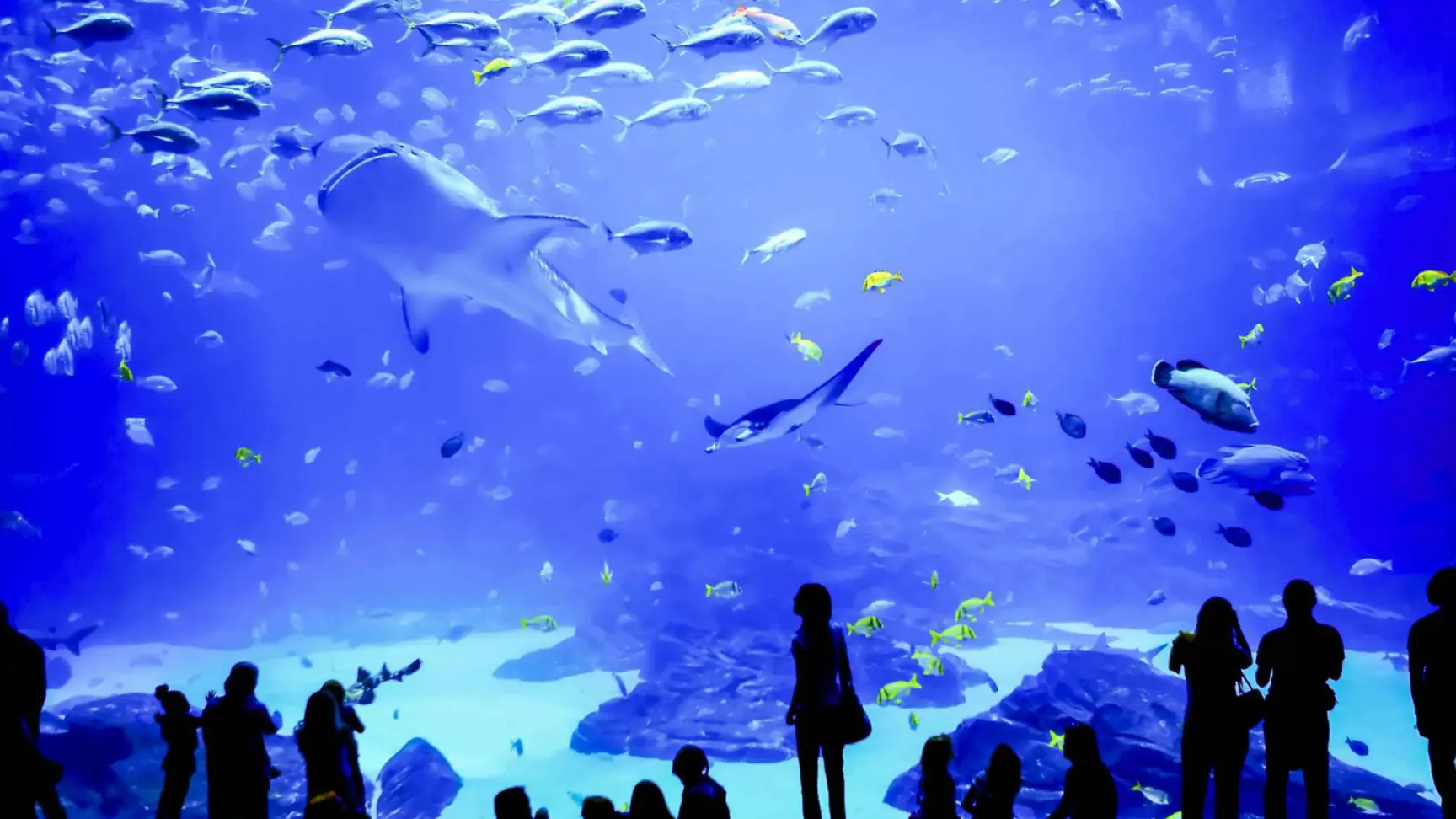Grand Aquarium