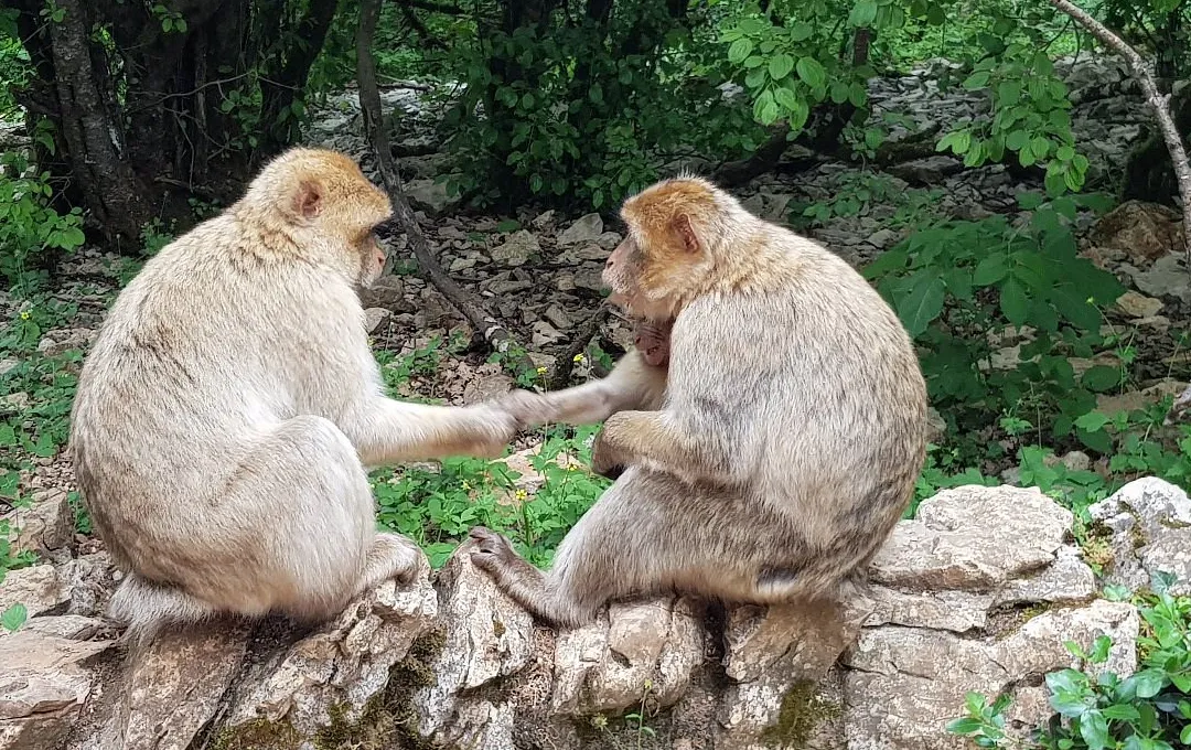 La Forêt des Singes