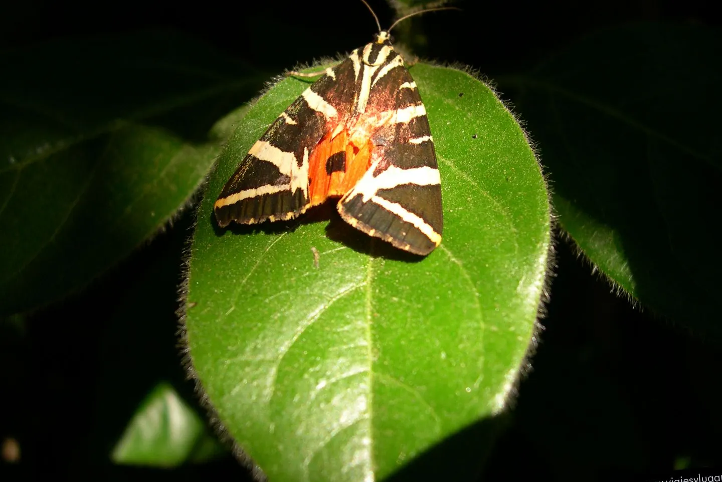 Valle de las Mariposas