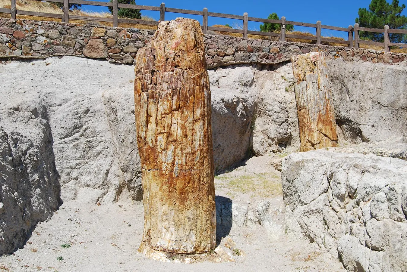 Petrified Forest