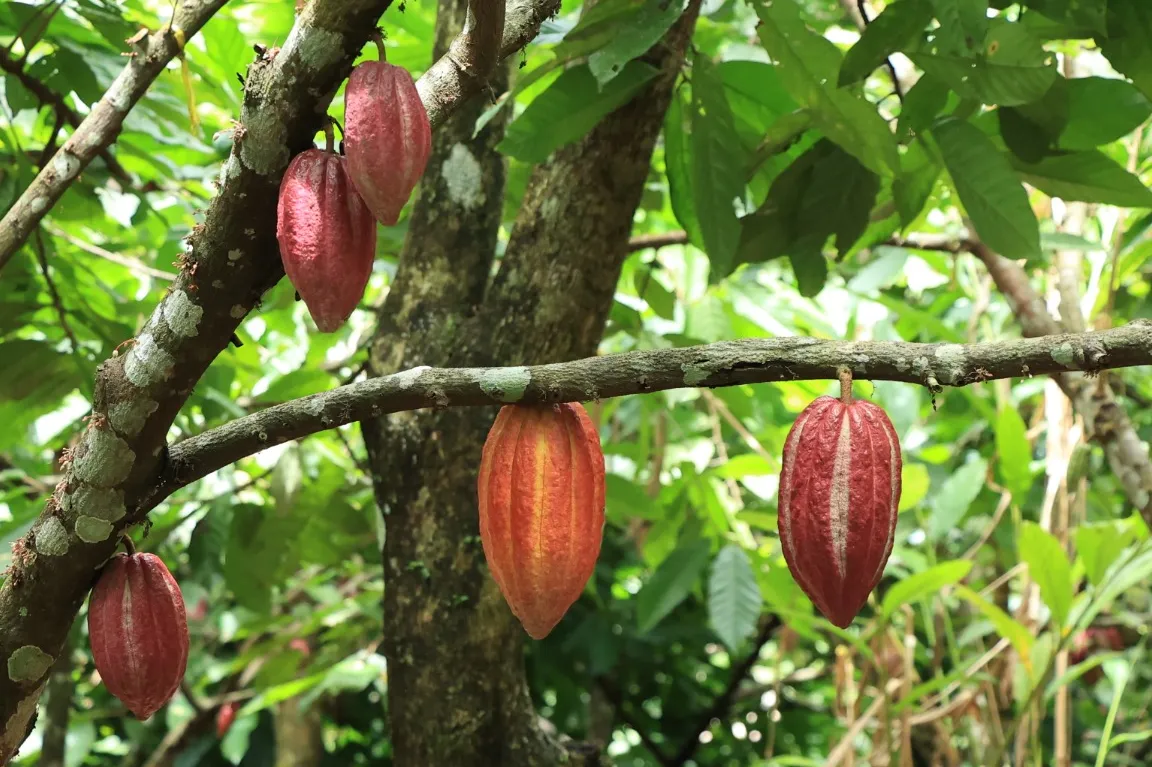 Campos de Plantaciones de Cacao