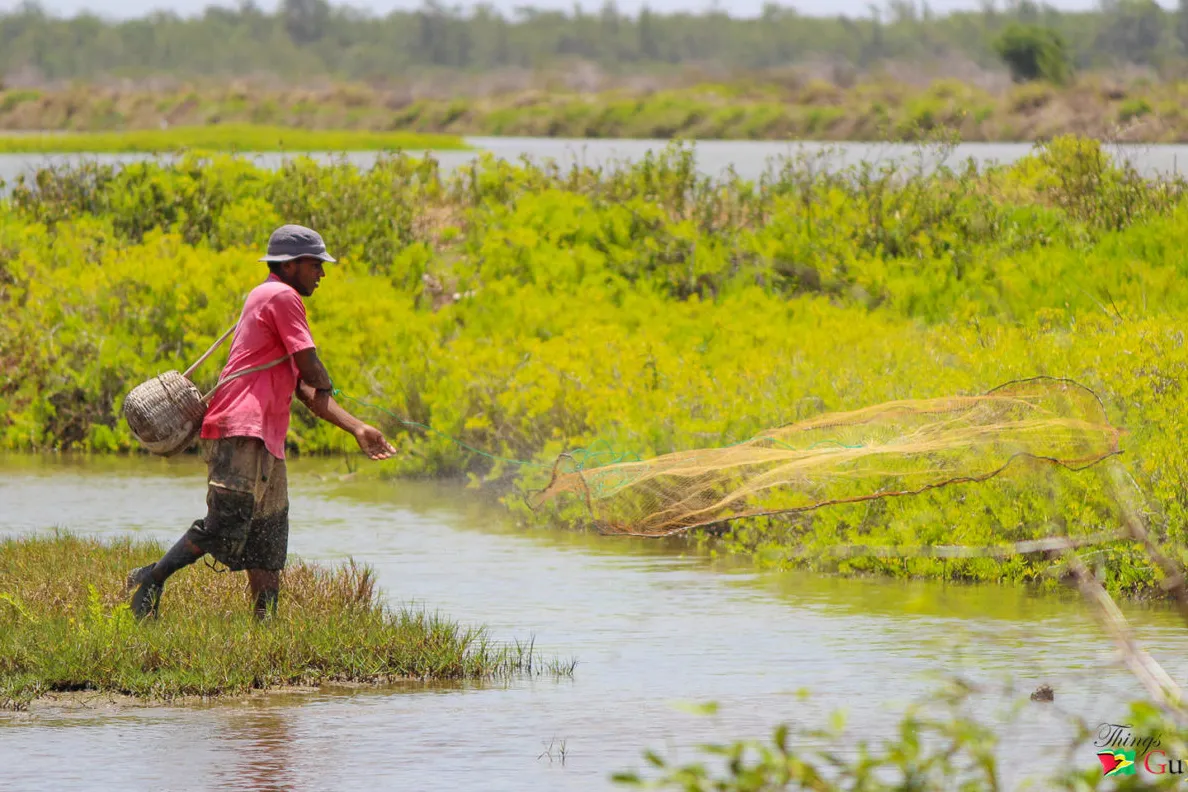 East Berbice Mangrove Walk