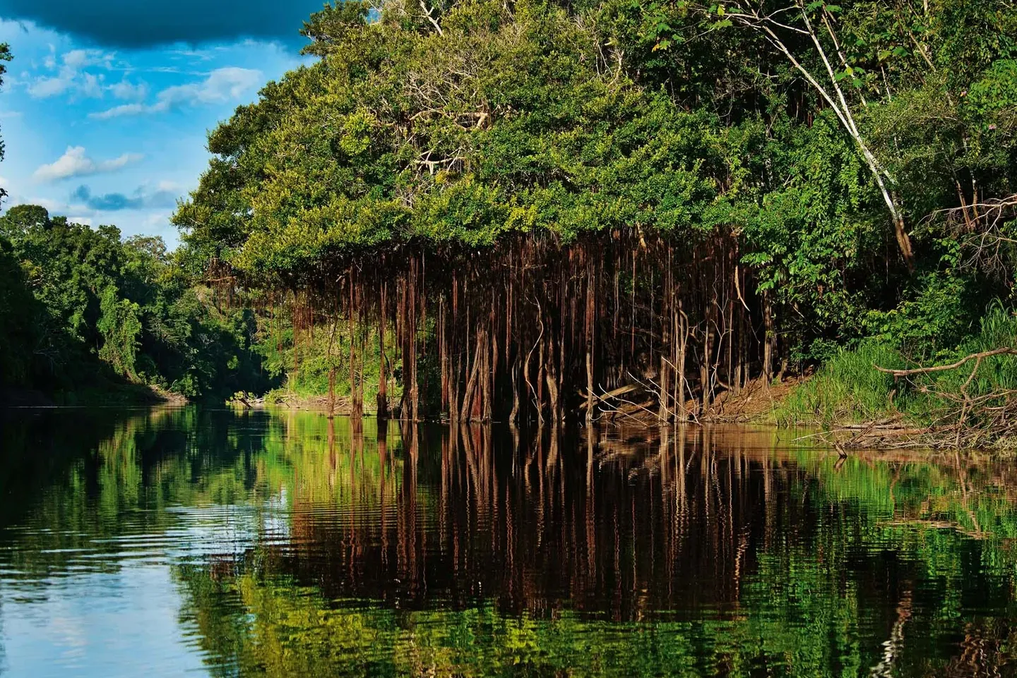 Sendero de la Selva Amazónica