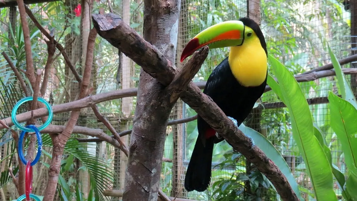 Macaw Mountain Bird Park & Nature Reserve