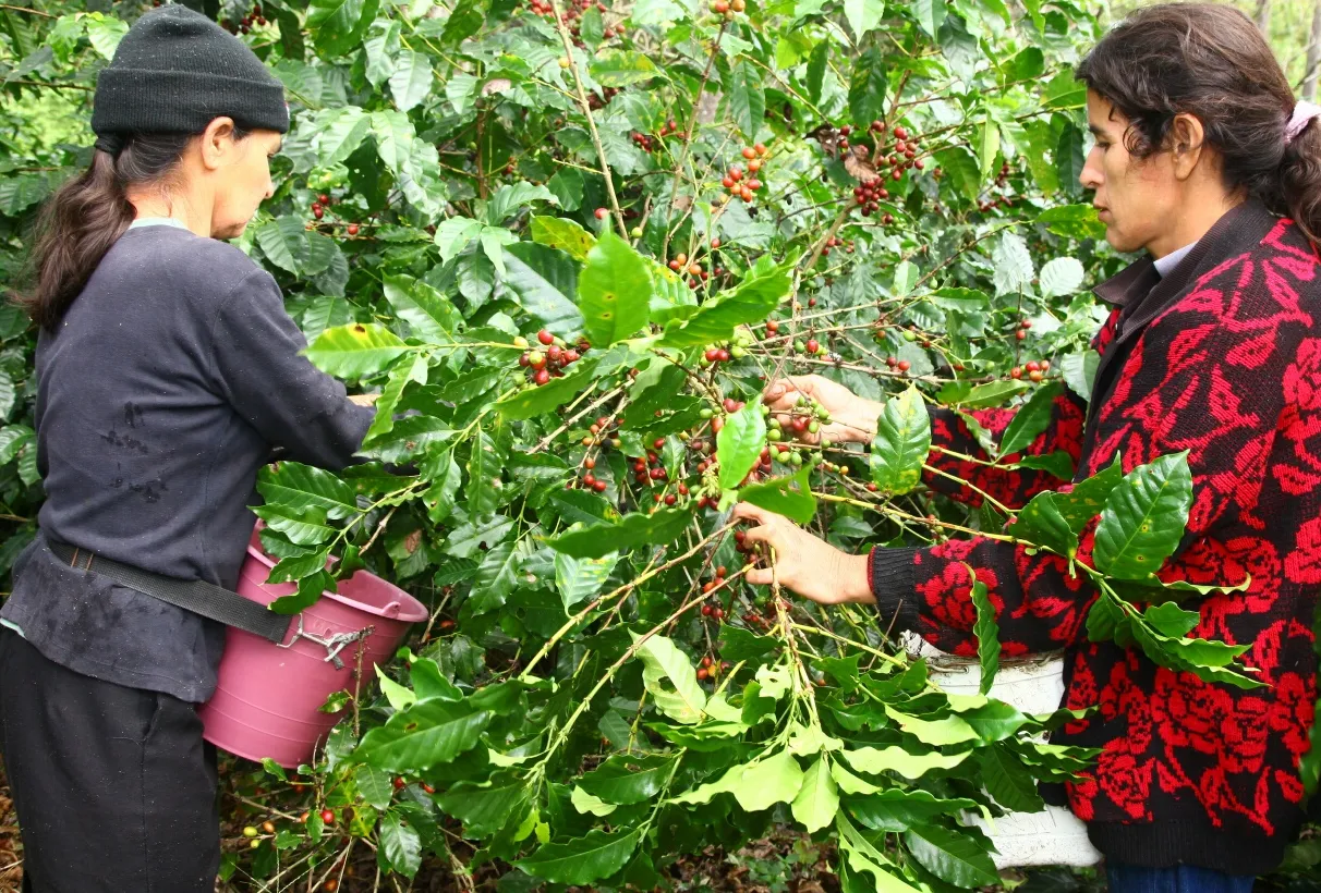 Cafeterías y Fincas de Café