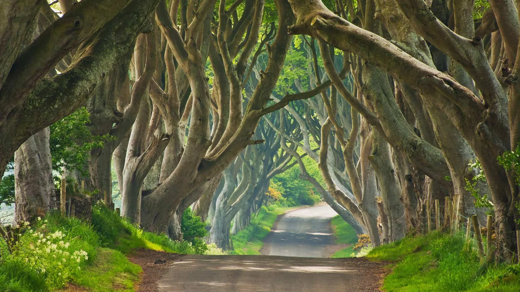 Dark Hedges