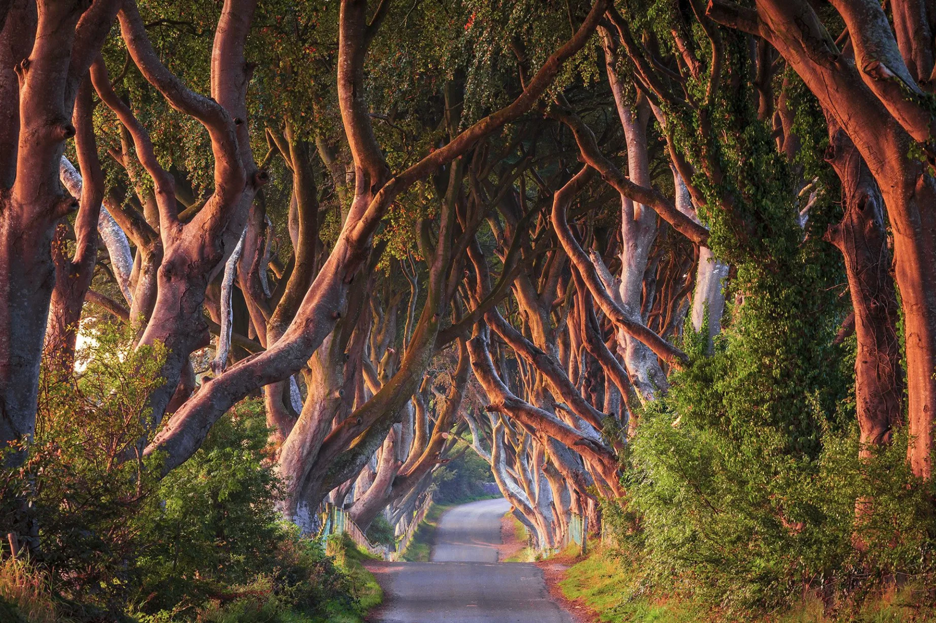 Dark Hedges